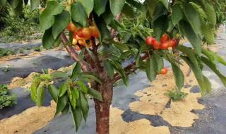 樱桃树价格 樱桃树价格